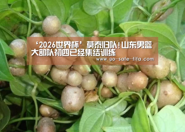 ‘2026世界杯’莫泰归队!山东男篮大部队初四已经集结训练(图1) 世界杯买球